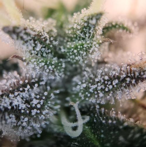 Butterbean Birdseed - Fast Flowering LSO. Week 16 - Faster Master (Day 111)