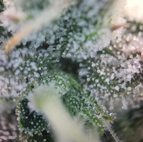 Butterbean Birdseed - Fast Flowering LSO. Week 16 - Faster Master (Day 111)