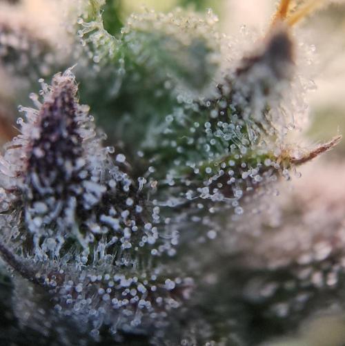 Butterbean Birdseed - Fast Flowering LSO. Week 16 - Faster Master (Day 111)