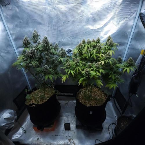 Butterbean Birdseed - Fast Flowering LSO. Week 16 - 05/25/26