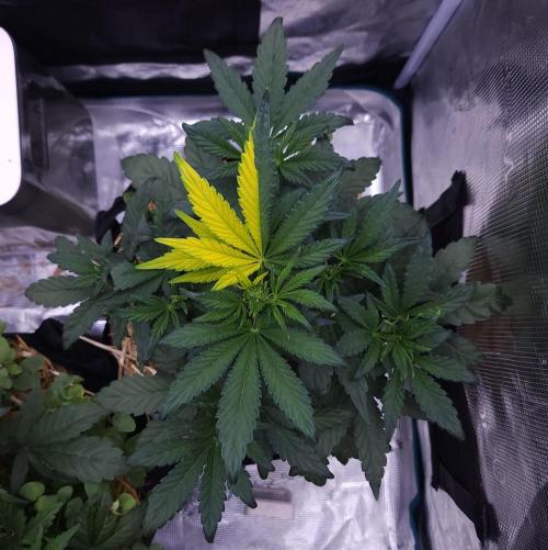 Night Owl LSO/Organics !. Week 4 - Instant Classik (Day 25)