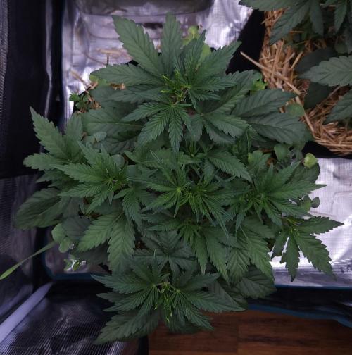Night Owl LSO/Organics !. Week 4 - Chem 'N' Kush (Day 25)