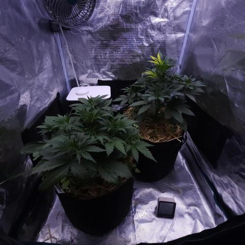 Night Owl LSO/Organics !. Week 4 - 05/25/26