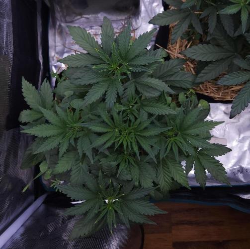 Night Owl LSO/Organics !. Week 4 - Chem 'N' Kush (Day 26)