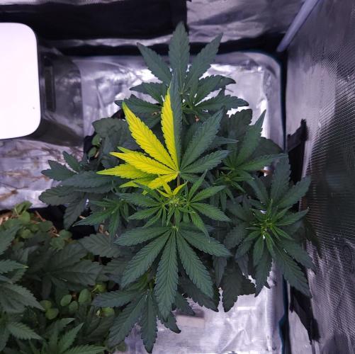 Night Owl LSO/Organics !. Week 4 - Instant Classik (Day 26)