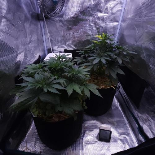 Night Owl LSO/Organics !. Week 4 - 05/26/26