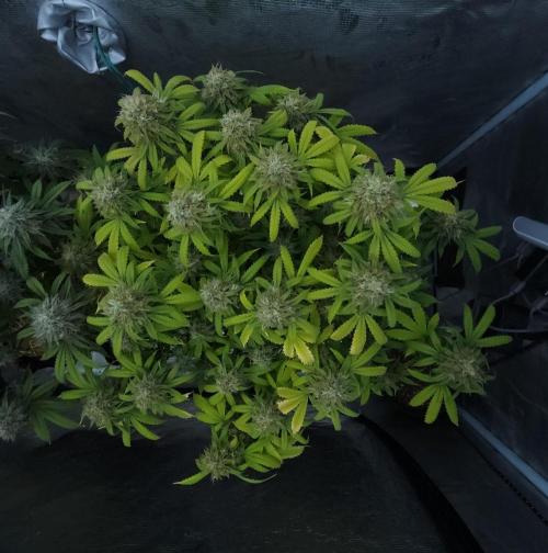 Butterbean Birdseed - Fast Flowering LSO. Week 17 - UBC Chemo (Day 121)