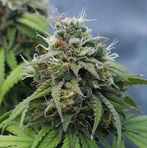 Butterbean Birdseed - Fast Flowering LSO. Week 17 - UBC Chemo (Day 121)