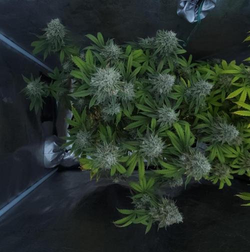Butterbean Birdseed - Fast Flowering LSO. Week 17 - Faster Master (Day 112)