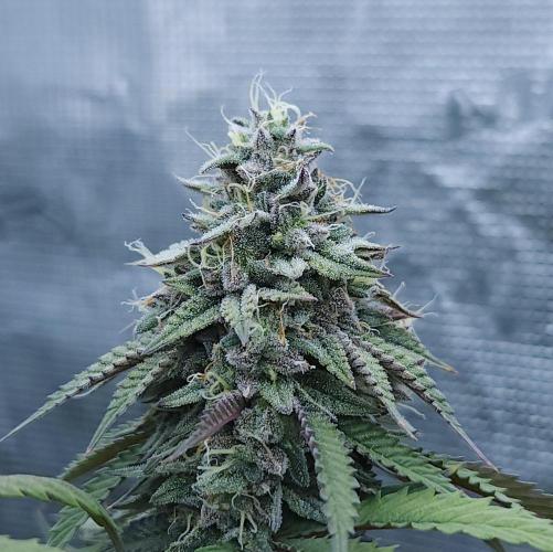 Butterbean Birdseed - Fast Flowering LSO. Week 17 - Faster Master (Day 112)