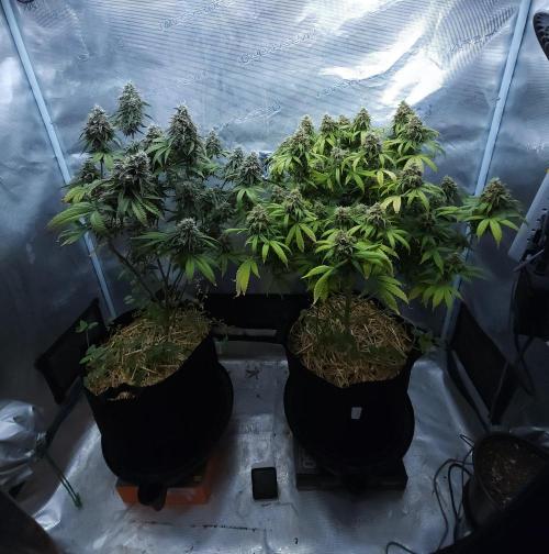Butterbean Birdseed - Fast Flowering LSO. Week 17 - 05/26/26