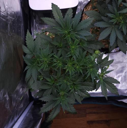Night Owl LSO/Organics !. Week 4 - Chem 'N' Kush (Day 27)