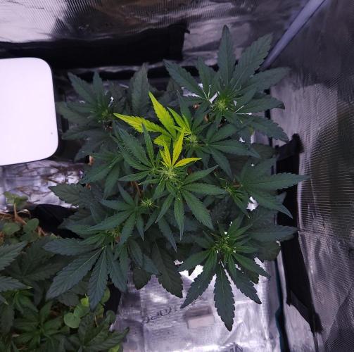 Night Owl LSO/Organics !. Week 4 - Instant Classik (Day 27)