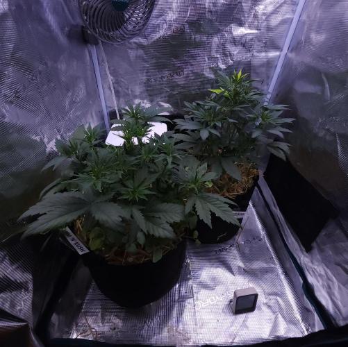 Night Owl LSO/Organics !. Week 4 - 05/27/26