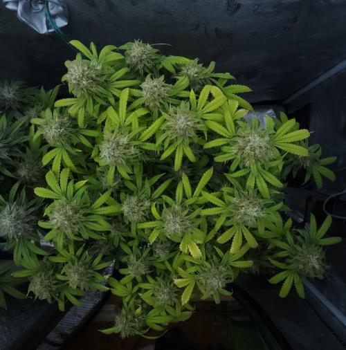 Butterbean Birdseed - Fast Flowering LSO. Week 17 - UBC Chemo (Day 122)