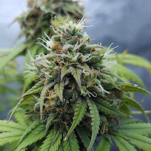 Butterbean Birdseed - Fast Flowering LSO. Week 17 - UBC Chemo (Day 122)