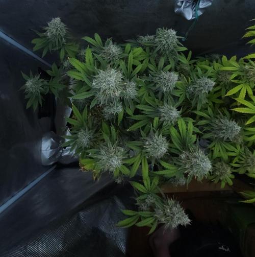 Butterbean Birdseed - Fast Flowering LSO. Week 17 - Faster Master (Day 113)