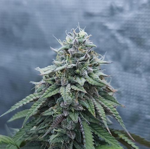 Butterbean Birdseed - Fast Flowering LSO. Week 17 - Faster Master (Day 113)