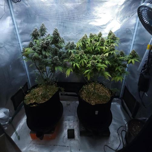 Butterbean Birdseed - Fast Flowering LSO. Week 17 - 05/27/26