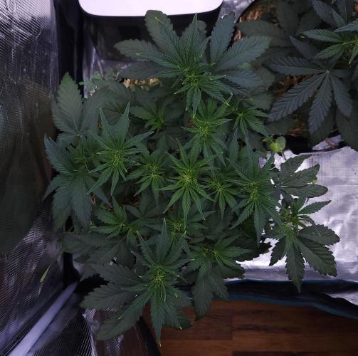 Night Owl LSO/Organics !. Week 4 - Chem 'N' Kush (Day 28)