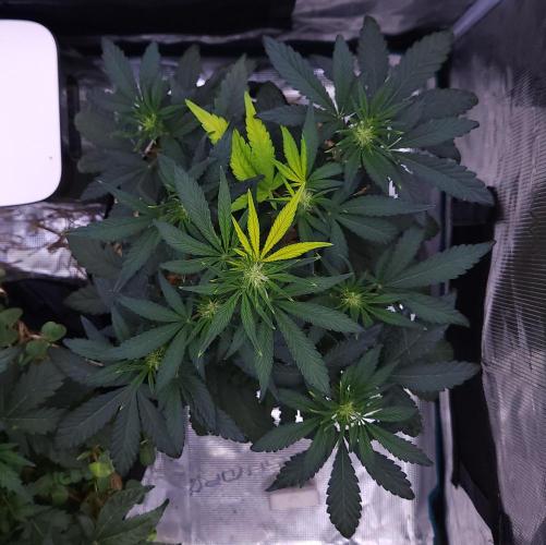 Night Owl LSO/Organics !. Week 4 - Instant Classik (Day 28)