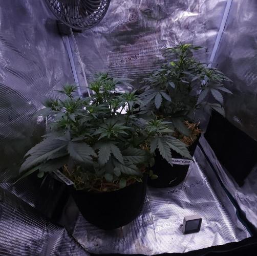 Night Owl LSO/Organics !. Week 4 - 05/28/26