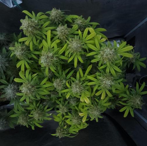 Butterbean Birdseed - Fast Flowering LSO. Week 17 - UBC Chemo (Day 123)