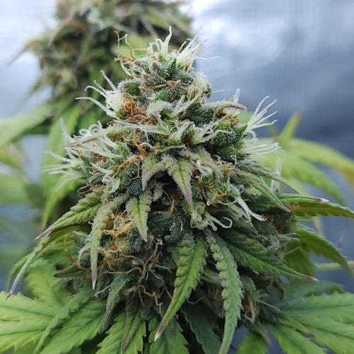 Butterbean Birdseed - Fast Flowering LSO. Week 17 - UBC Chemo (Day 123)