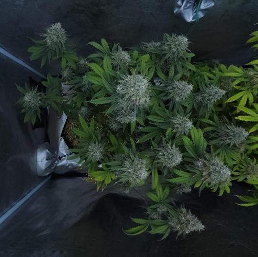 Butterbean Birdseed - Fast Flowering LSO. Week 17 - Faster Master (Day 114)