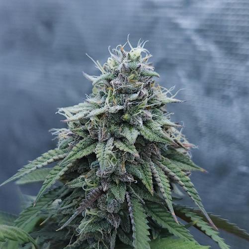 Butterbean Birdseed - Fast Flowering LSO. Week 17 - Faster Master (Day 114)
