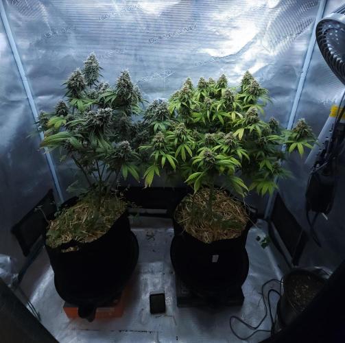 Butterbean Birdseed - Fast Flowering LSO. Week 17 - 05/28/26