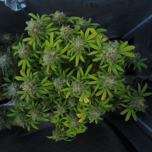 Butterbean Birdseed - Fast Flowering LSO. Week 17 - UBC Chemo (Day 124)