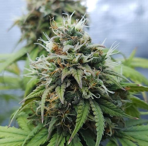 Butterbean Birdseed - Fast Flowering LSO. Week 17 - UBC Chemo (Day 124)