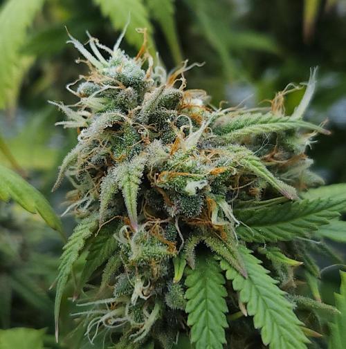 Butterbean Birdseed - Fast Flowering LSO. Week 17 - UBC Chemo (Day 124)
