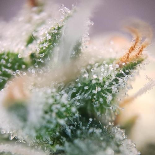 Butterbean Birdseed - Fast Flowering LSO. Week 17 - UBC Chemo (Day 124)