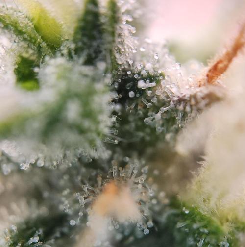Butterbean Birdseed - Fast Flowering LSO. Week 17 - UBC Chemo (Day 124)