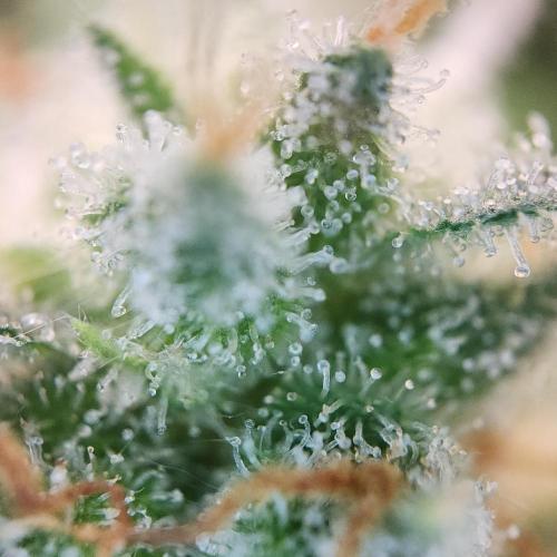 Butterbean Birdseed - Fast Flowering LSO. Week 17 - UBC Chemo (Day 124)