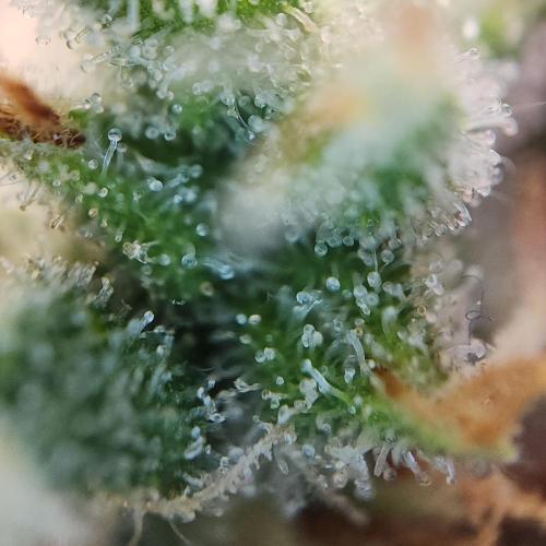 Butterbean Birdseed - Fast Flowering LSO. Week 17 - UBC Chemo (Day 124)
