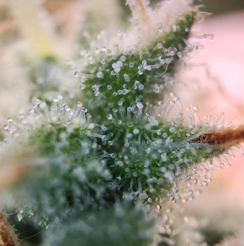 Butterbean Birdseed - Fast Flowering LSO. Week 17 - UBC Chemo (Day 124)
