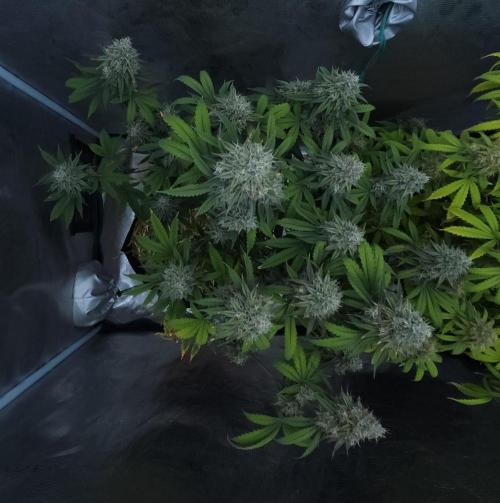 Butterbean Birdseed - Fast Flowering LSO. Week 17 - Faster Master (Day 115)