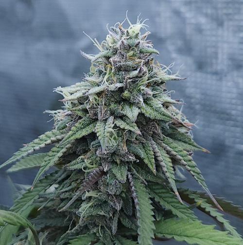 Butterbean Birdseed - Fast Flowering LSO. Week 17 - Faster Master (Day 115)