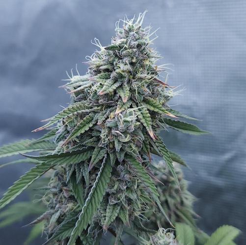 Butterbean Birdseed - Fast Flowering LSO. Week 17 - Faster Master (Day 115)