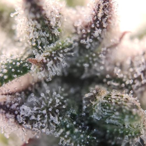Butterbean Birdseed - Fast Flowering LSO. Week 17 - Faster Master (Day 115)