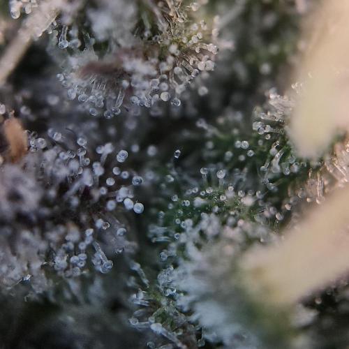 Butterbean Birdseed - Fast Flowering LSO. Week 17 - Faster Master (Day 115)