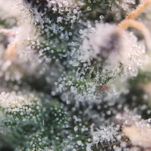 Butterbean Birdseed - Fast Flowering LSO. Week 17 - Faster Master (Day 115)