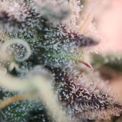 Butterbean Birdseed - Fast Flowering LSO. Week 17 - Faster Master (Day 115)