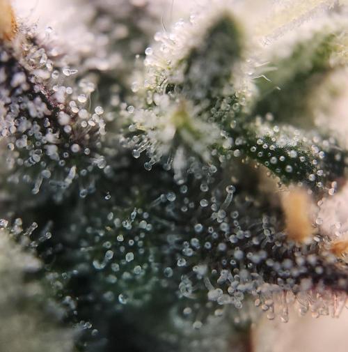 Butterbean Birdseed - Fast Flowering LSO. Week 17 - Faster Master (Day 115)