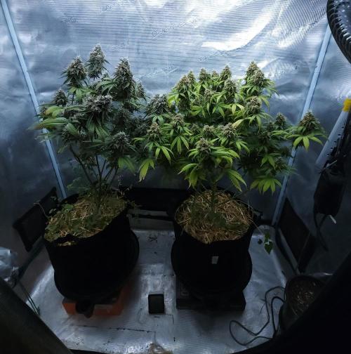 Butterbean Birdseed - Fast Flowering LSO. Week 17 - 05/29/26