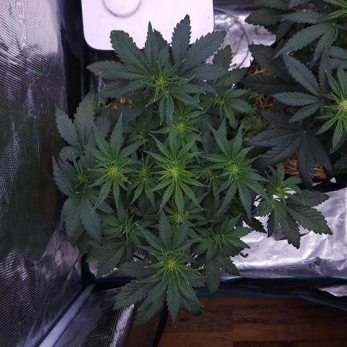 Night Owl LSO/Organics !. Week 5 - Chem 'N' Kush (Day 29)
