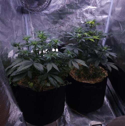 Night Owl LSO/Organics !. Week 5 - 05/29/26